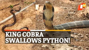 King Cobra Eats Python