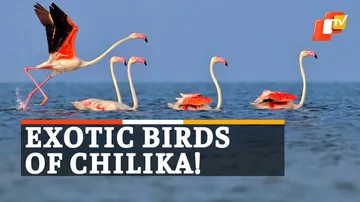 Flamingo Birds, Chilika Lake