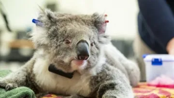 Aus Conservation Group Calls For 'Endangered' Listing For Koalas