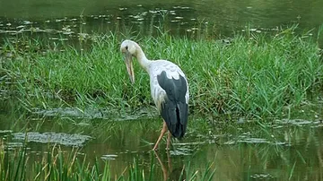 HC Notice To Odisha Govt, CDA Over PIL Seeking Declaration Of Chilika 'Noise Free Zone' 