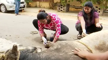 Women's Day: Meet Sisters Who Are On A Mission To Provide Succour And Treatment To Stray Animal