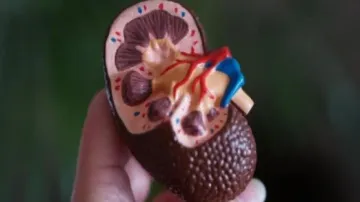 Kidney Disease May Be A Silent Killer: Experts