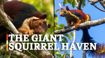 The Giant Squirrel Haven: Protecting Biodiversity Of Odisha’s Barbara Is Essential 