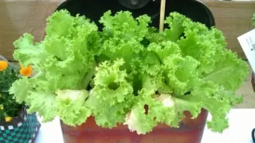 Eating Lettuce May Protect Astronauts' Bones On Mars Trip