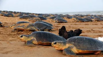 Olive Ridley Turtle
