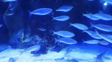 Mumbai To Get Swank World-Class Aquarium-Cum-Tourism Plaza