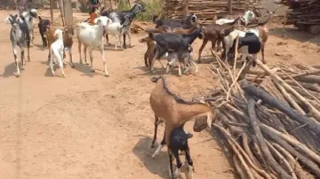 Narayanpatna Goat Likely To Get National Recognition Soon