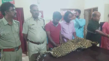 Wildlife Smuggling Racket: Leopard Skin Seized, 7 Persons Arrested In Odisha