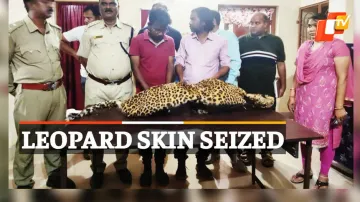 Leopard Skin Seized, Wildlife Smuggling