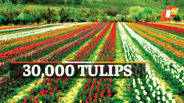 Tulip Garden,  Jammu & Kashmir