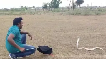 Watch: Rare Albino Cobra Rescued in Dhenkanal 
