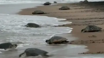 Over 5 lakh Olive Ridleys lay eggs at Gahirmatha, environmentalists worry for safety