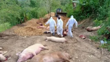 African Swine Flu