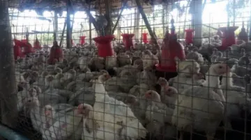 human case of bird flu