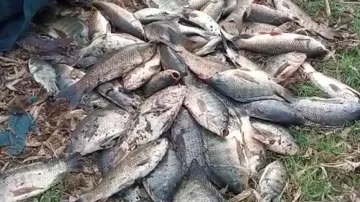 Tons of fish found dead in Paradip 