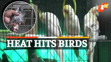 Bird hospital in Gurgaon 