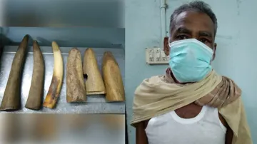 Six elephant tusks seized in Bolangir; one arrested