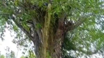 Liquor rain from tree