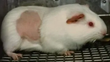 PETA seeks replacement of animal tests with non-animal methods