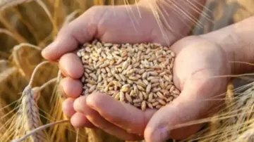 Wheat export ban to reign in domestic inflation, no threat to food security: Govt