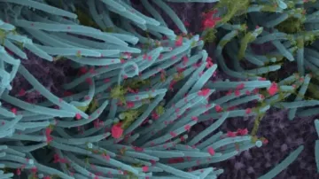 Covid poo test for bats may help pandemic monitoring