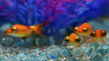 Pet goldfish might be threat to native biodiversity