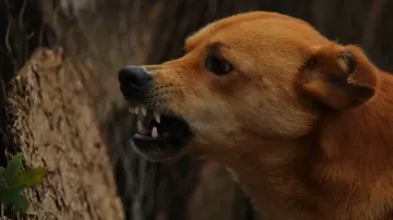 9-yr-old boy mauled to death by stray dogs in UP's Amroha