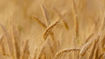 Global wheat prices jump after India export ban and Ukraine war: FAO