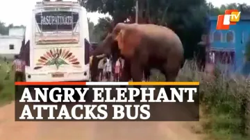 Watch | Elephant Attacks Passenger Bus In Jhargram After Trampling A Person To Death