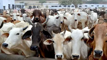 Vet suspended over letter regarding DM's cow in UP