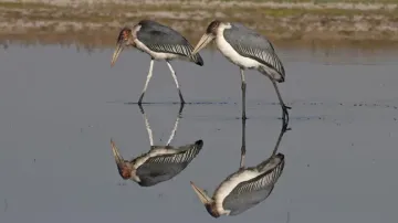 Ranges of storks rising in India, but declining in Africa: Ornithologists