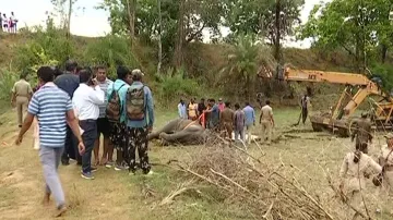 Ailing elephant rescued from pond in Sambalpur dies