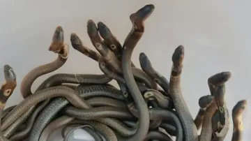Indian Cobra hatchlings found inside house in Puri