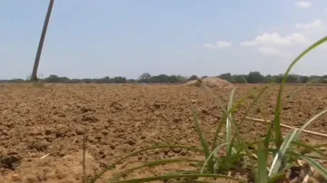 Early monsoon rains disappear from Odisha sky, hit paddy farming 