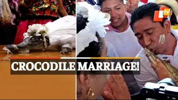 Mexican Mayor, Alligator, Wedding, OTV News 