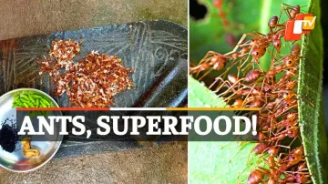 Kai Chutney, Red Weaver Ants, GI Tag