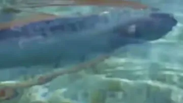 Watch: 16-feet monster fish with 'future-telling powers' caught; video goes viral