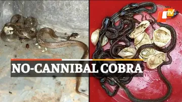 Cobra Rescued, Cobra hatchlings, Odisha, Snake Helpline, OTV News