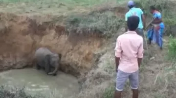 Mamma's love! Elephant seeks humans' help to save her calf, watch 
