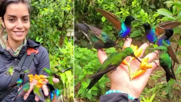 Hummingbirds feed on woman's palm