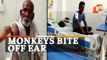 Monkey Attack, Monkey Menace