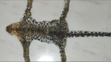 Leopard Skin