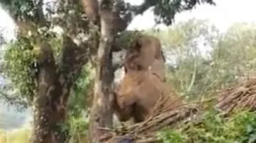 Elephant Plucking Jackfruit