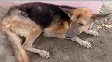 Dumped German Shepherd rescued