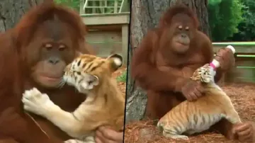 Orangutan adopts 3  tiger cubs, lovingly feeds and plays with them 
