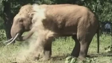 State to conduct elephant census through DNA profiling 
