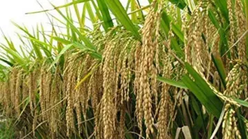 Scanty monsoon rainfall shrinks Odisha's paddy cultivation area by 20 per cent