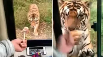 Man opens bus window to feed tiger, watch to know what happens next