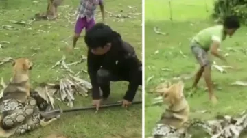 Brave kids fight with giant snake to rescue pet dog