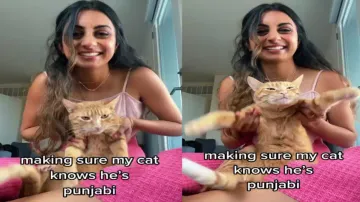 Adorable cat dances to bhangra beats, netizens amused